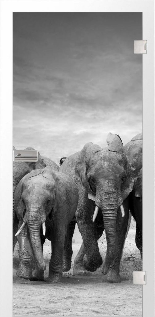 Elefanten, fotoprint