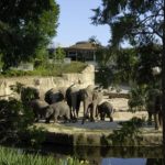 BECHER Referenz Kölner Zoo Elefantenpark